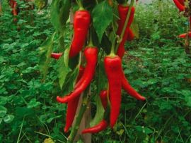 Paprika 'Antalya'dan', ©ReinSaat